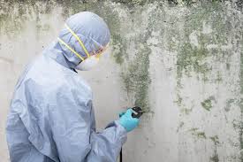 Environmental Consulting for Mold Prevention in Mckees Rocks, PA